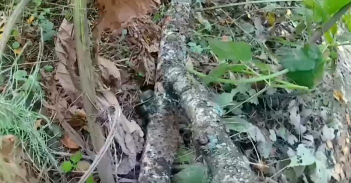 Фото "АБ "ГВАРДИЯ".