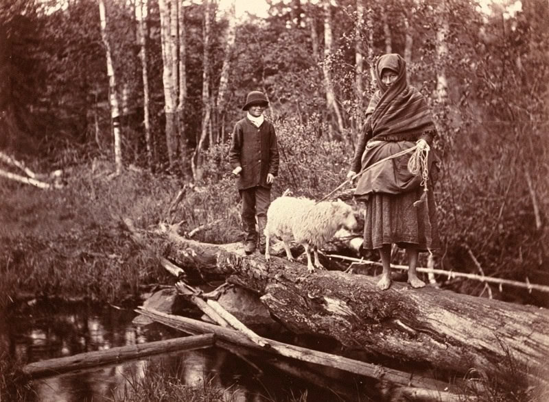 Барана ведут для жертвоприношения в Суднозеро
