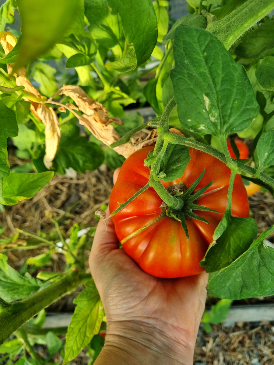 Томат Юсуповский. Сорт. Фото: Зеленая леди, сад, семья и томатный сок
