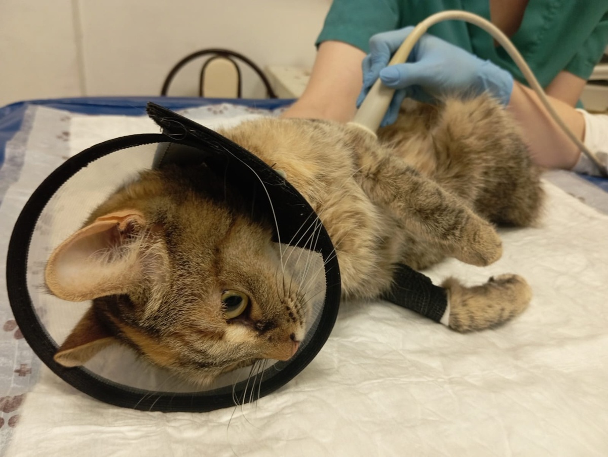 Бедная наша девочка