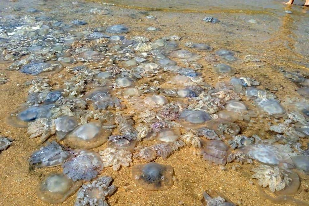    Любовь Александрова/РИА Новости