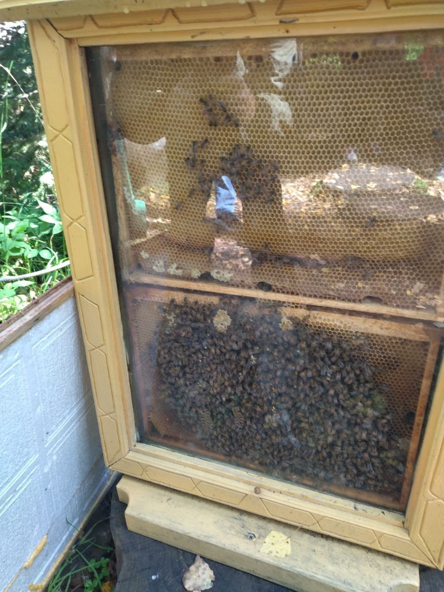 Пчелиный улей наглядно, Парк "Оленьи ручьи"