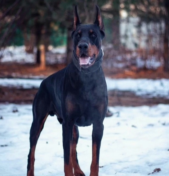 Фото добермана