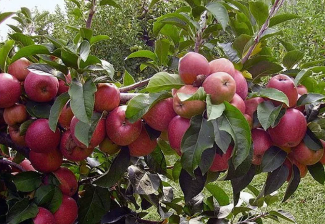 На что смотреть, чтобы не обрезать самые плодовитые ветки на дереве
