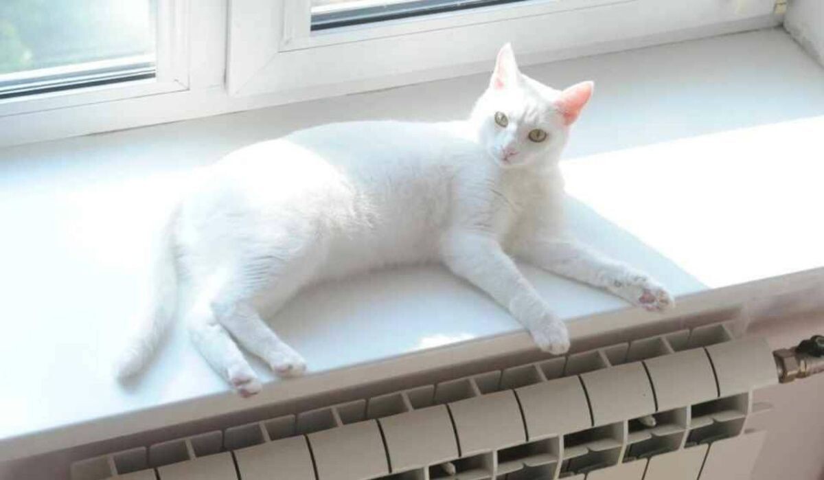     Кот возле батареи. Источник: kp.ru Автор фото: Юлия Пыхалова