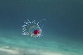 Медуза Turritopsis dohrnii