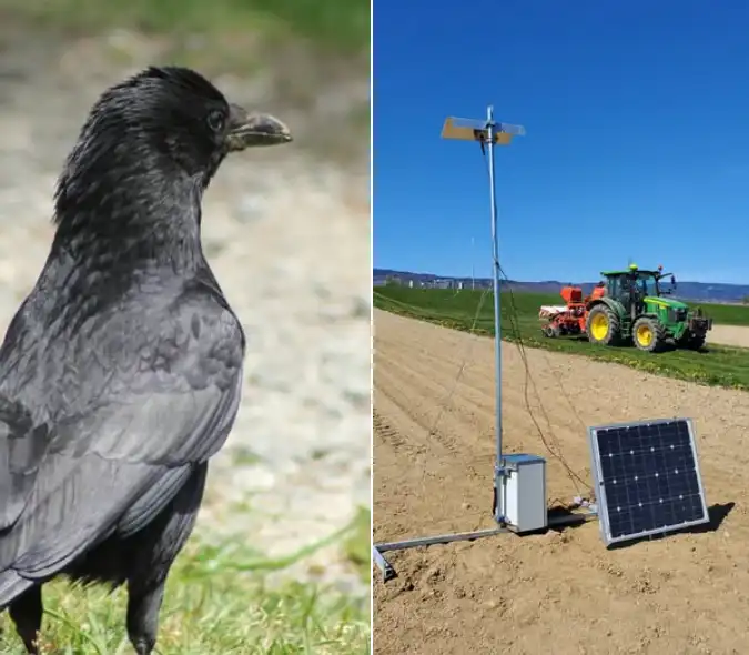 Исследование Agroscope: сможет ли ИИ перехитрить ворон и защитить посевы? (источник фото: Agroscope)
