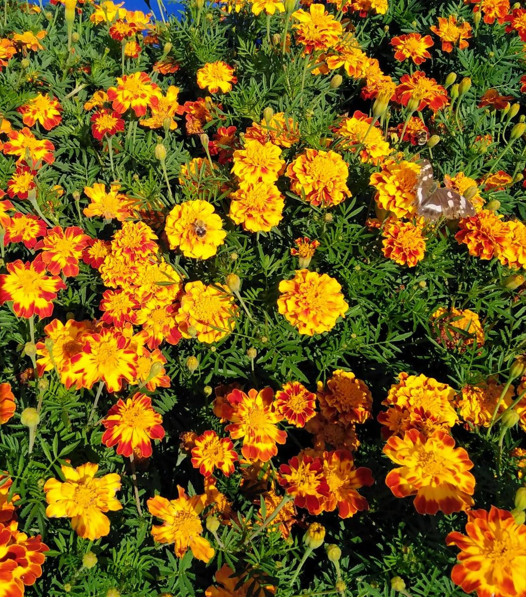 авторское фото © Бархотцы и бабочка