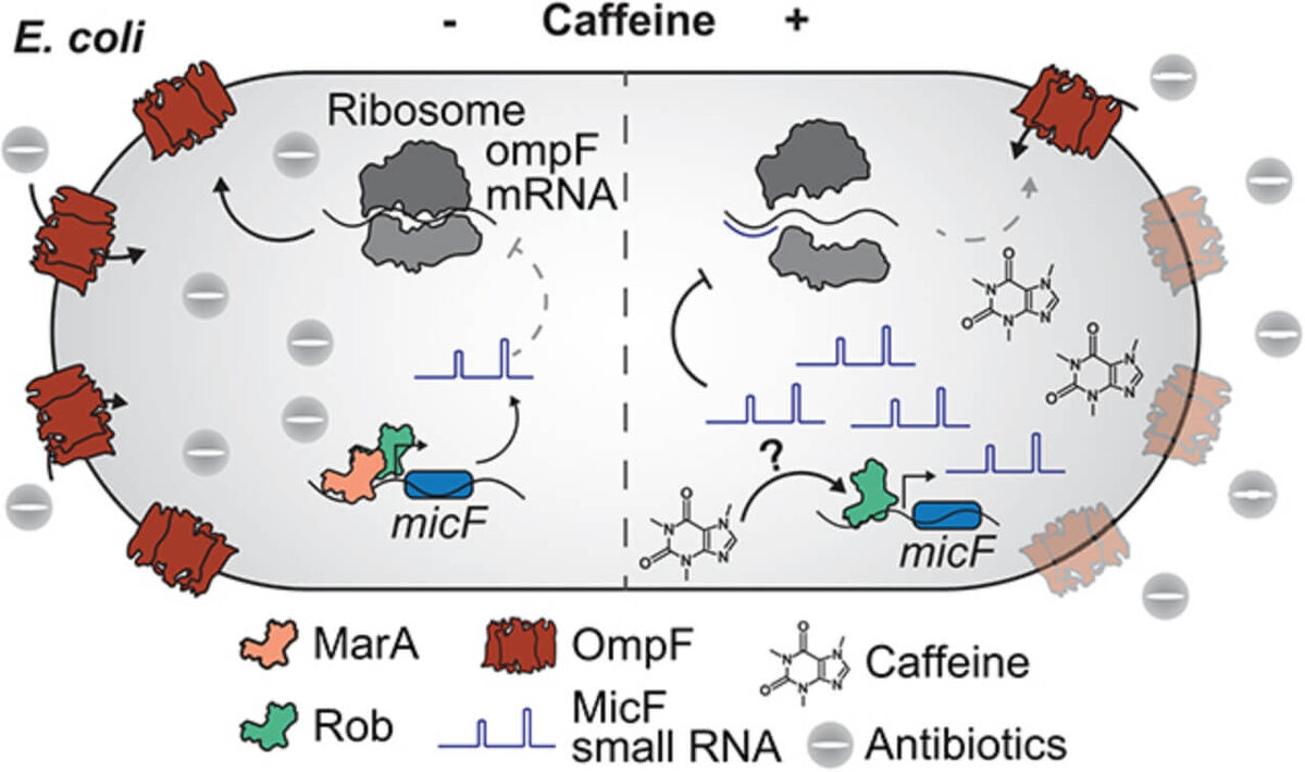    Исследователи обнаружили различия в реакции бактерий на антибиотики после контакта с кофеином. Источник изображения: sciencealert.com