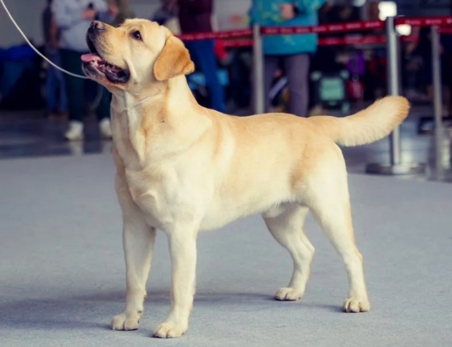 Фотография лабрадора ретривера на выставке