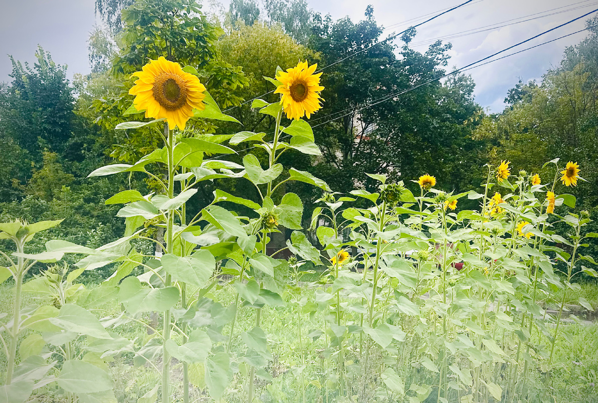 Личное фото