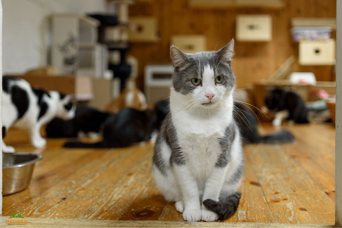 Как взять кошку из приюта