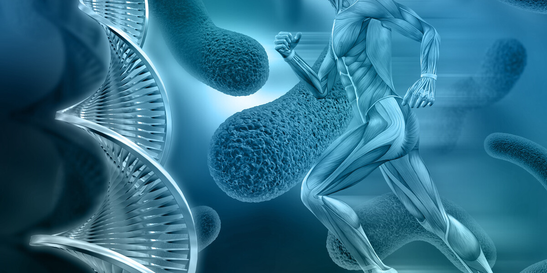 Митохондрии против старения: бег как подзарядка наших батарей