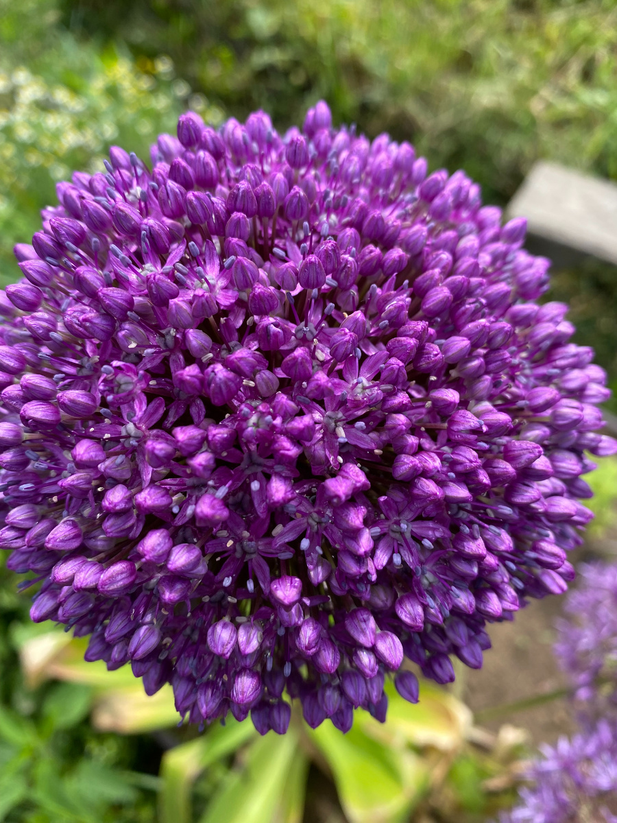 Шар соцветия лука Амбассадор, цветение в 2024, фото автора