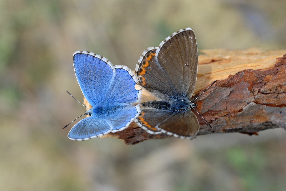 Красивые голубянки (Polyommatus bellargus). Самец – слева, самка – справа. Определение «красивый» в этом случае – не только факт, но еще и название вида. Фото Gilles San Martin, 2008 г. 