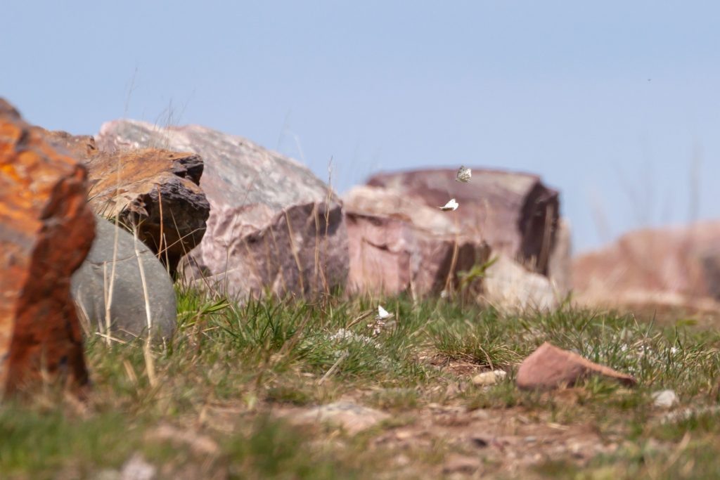 Три Белянки Pontia occidentalis на вершине холма Уотерворкс в Монтане. Фото с портала https://imagewildlife.com