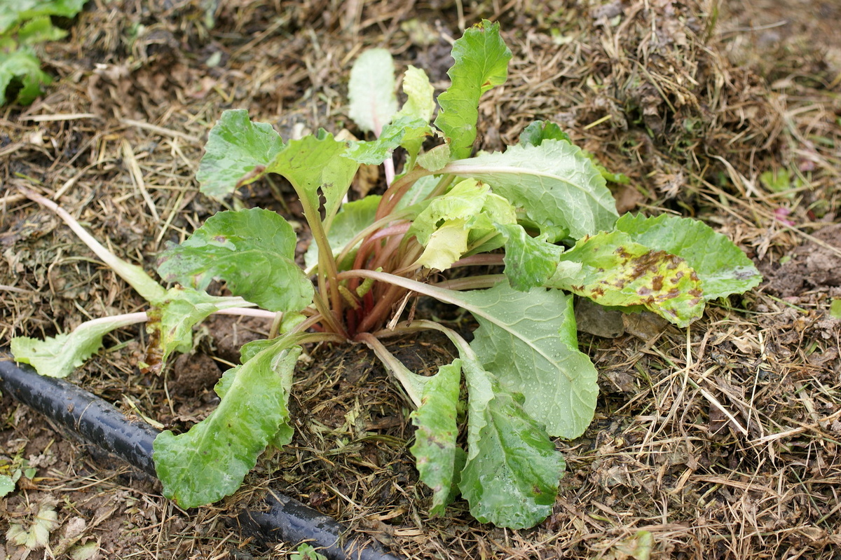 Примула от Анны. 