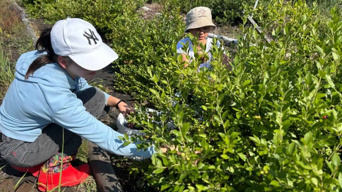Фото:пресс-служба Правительства Костромской областиПри поддержке региона плантация «Кремь» увеличивает посевные площади