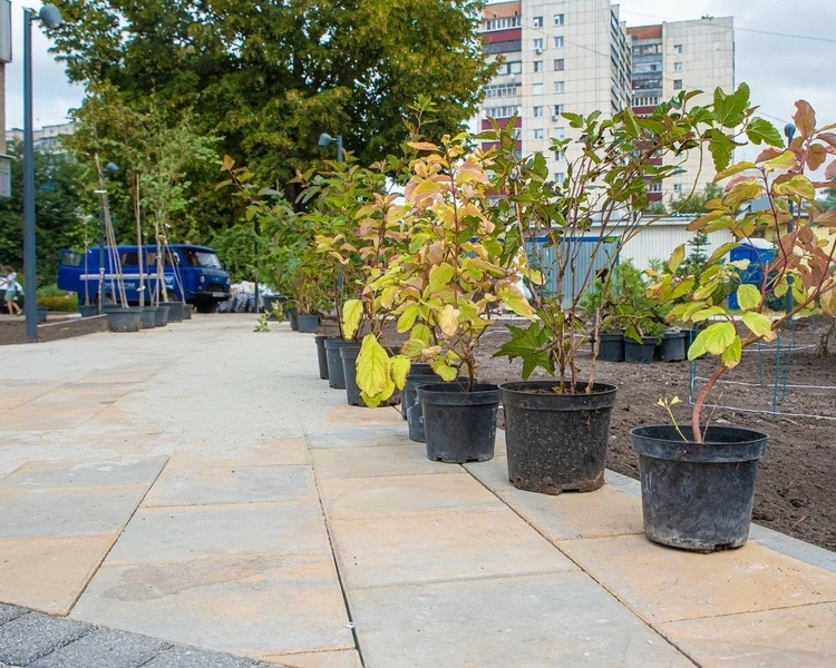     Курские лесхозы могут стать поставщиками зелени для благоустройства