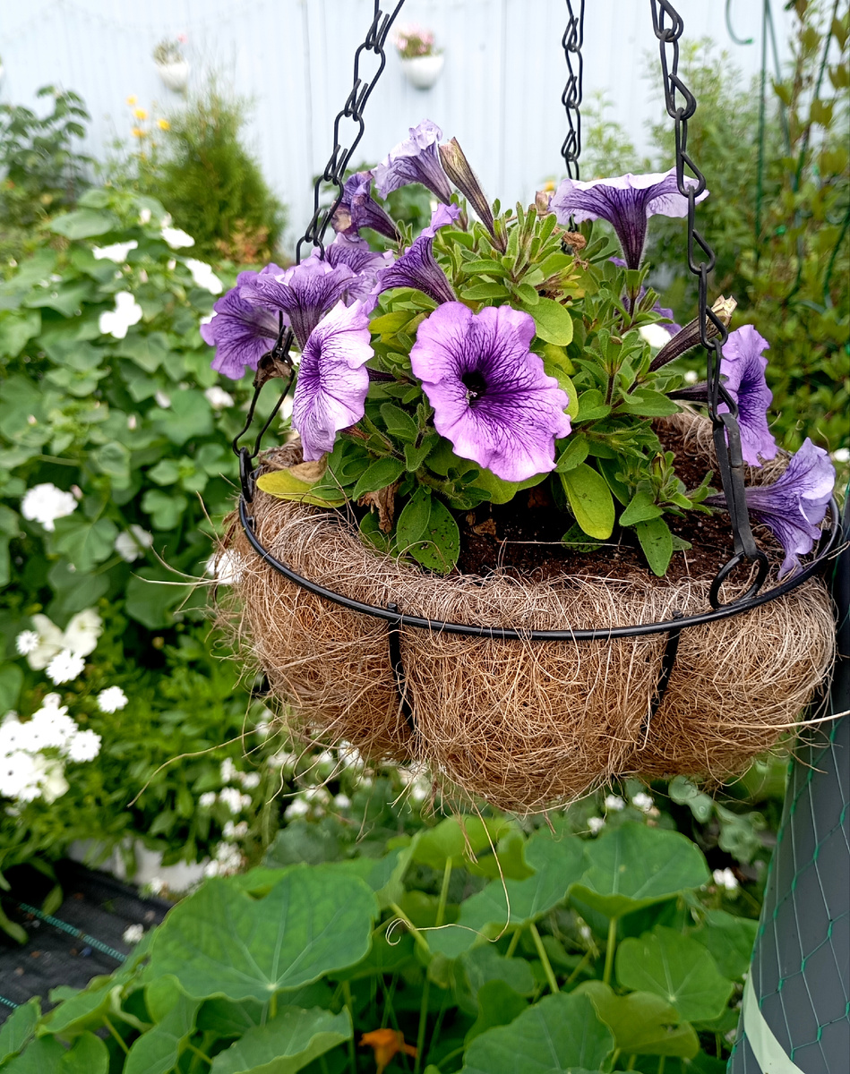 Отцветат  петуния