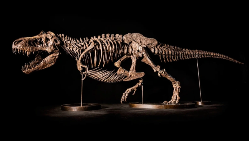 Они были самыми огромными и доминирующими животными, населяющими нашу планету.. Но не сумели приспособиться.                  