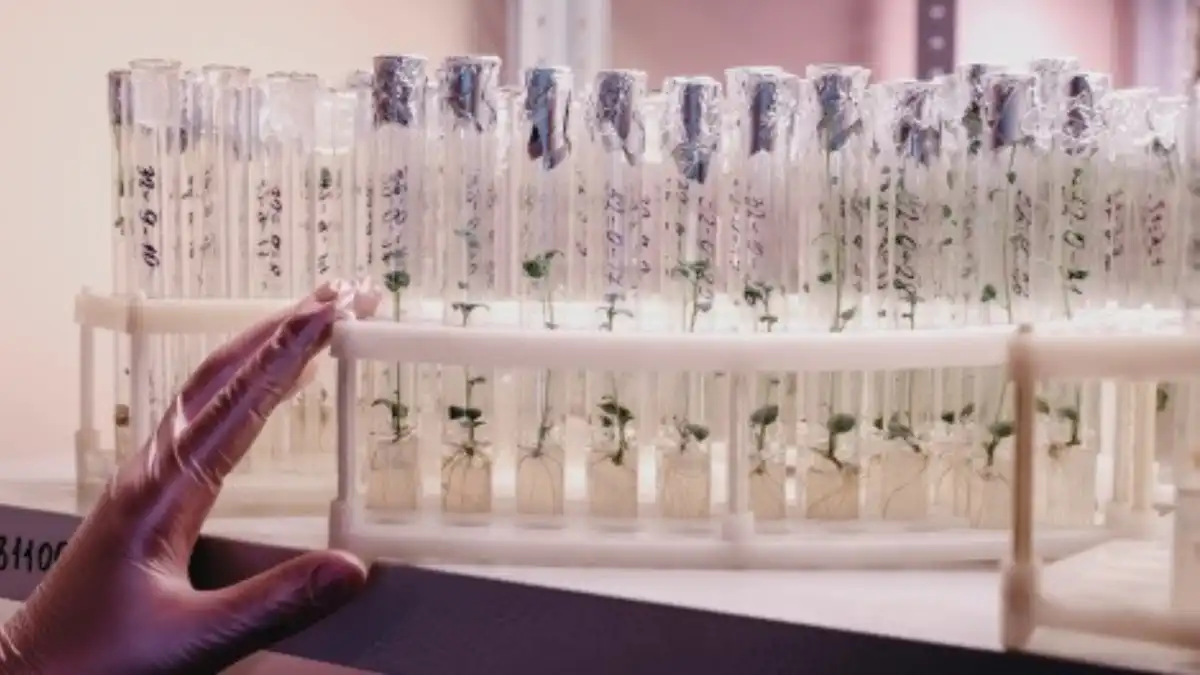 Фото:пресс-служба КНЦ СО РАННаночастицы железа повысили эффективность клонирования пшеницы