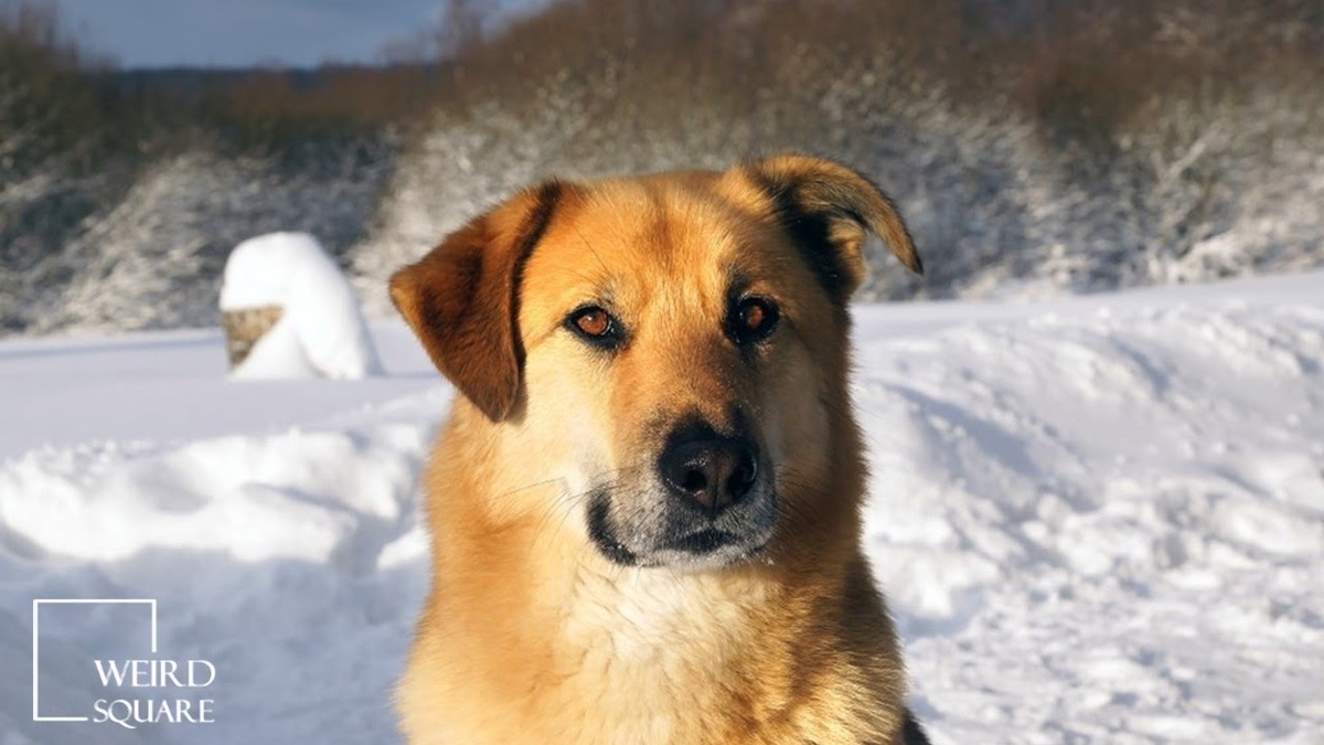 -Я уже взрослый! Мне уже 4 года!