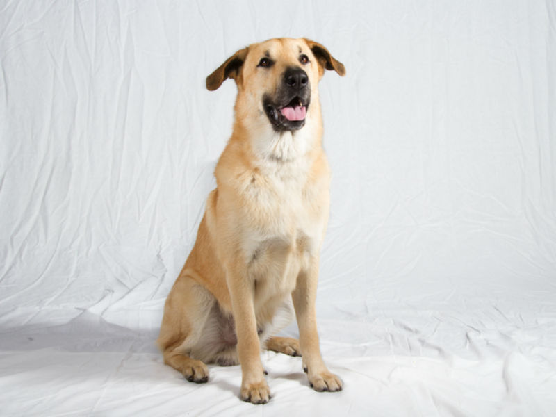 Это же сам чинук!