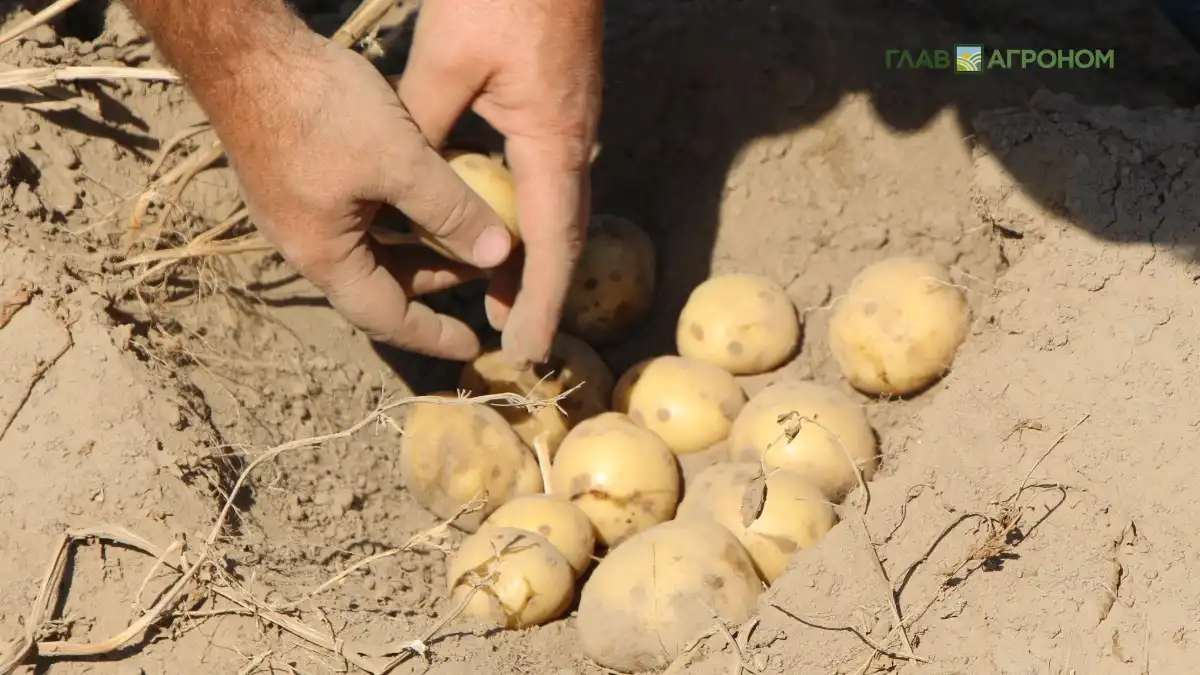 Фото:© Владимир Исаенко / Glavagronom.ruУченые наконец-то разгадали загадку появления картофеля