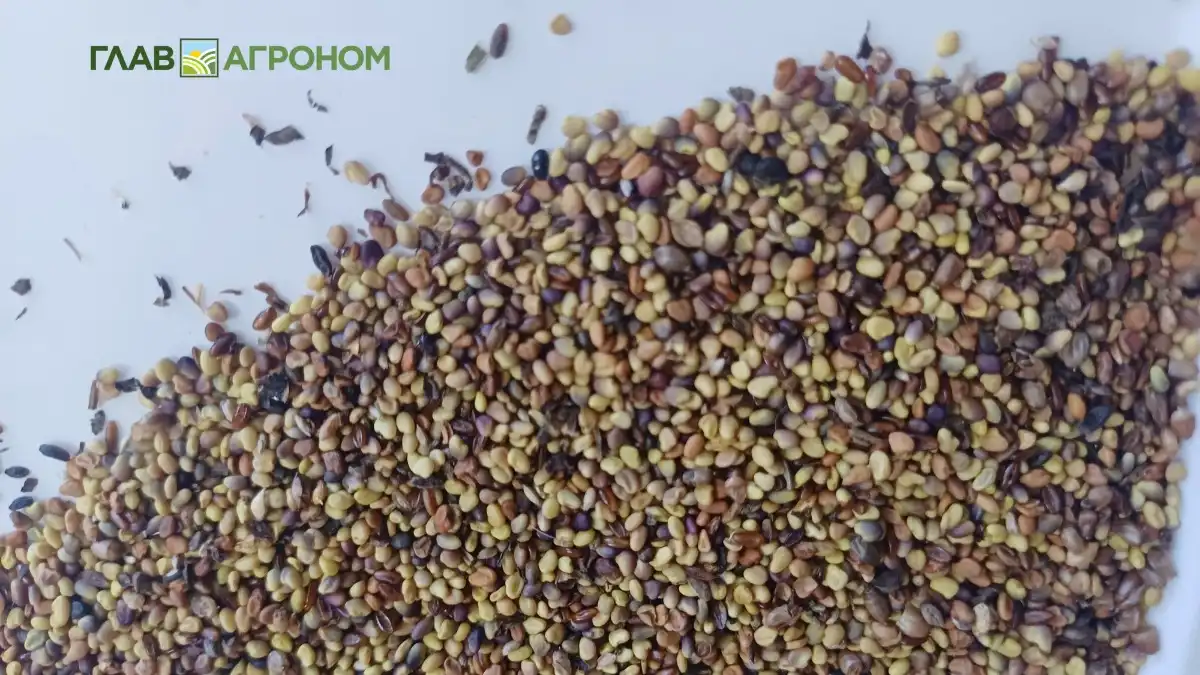 Фото:© Ольга Шульга / Glavagronom.ruВ США больше не будут проводить экологическую экспертизу для ГМ-семян