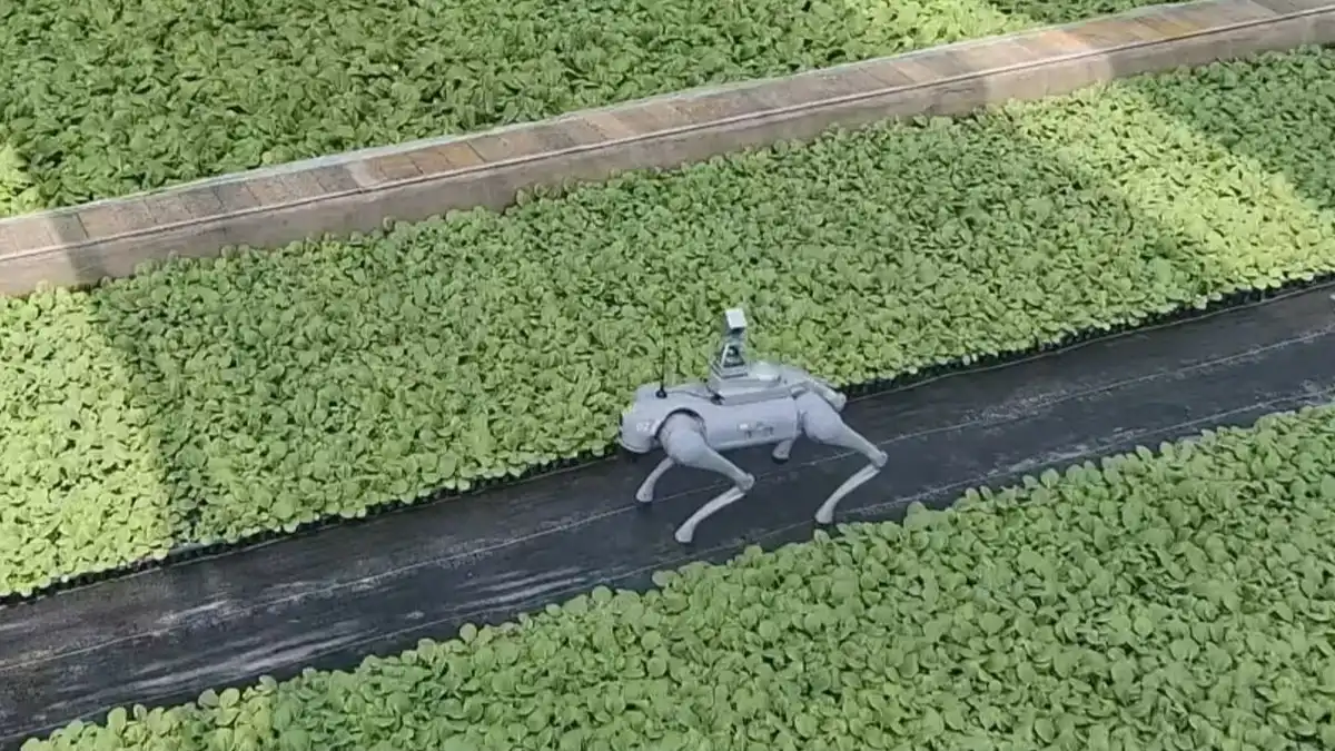 Фото:Unitree RoboticsРобот-собака анализирует состояние рассады растений
