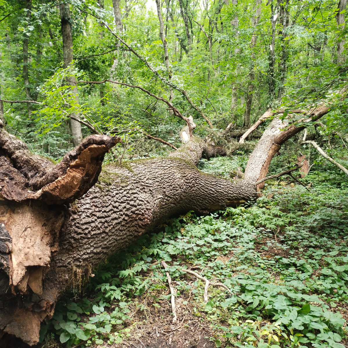Каряги нашей жизни