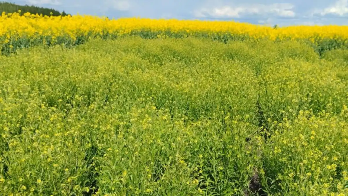 Фото: ГоссорткомиссияРыжик озимый – возрождение перспективной масличной культуры в РФ