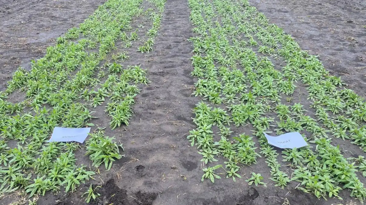 Фото:ГоссорткомиссияСортоиспытания озимого рыжика