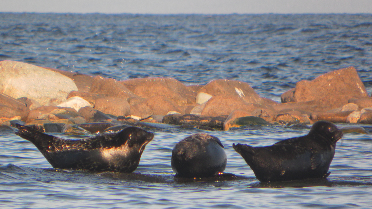 Ладожские кольчатые нерпы тюлени