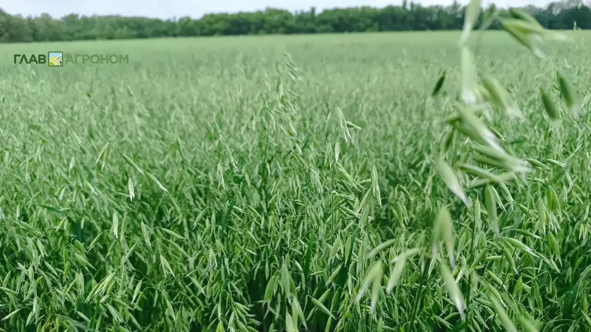 Фото:© Ирина Борисова / Glavagronom.ruУральский фермер отстаивает земельный участок для выращивания сельхозкультур у компании-добытчика золота и серебра