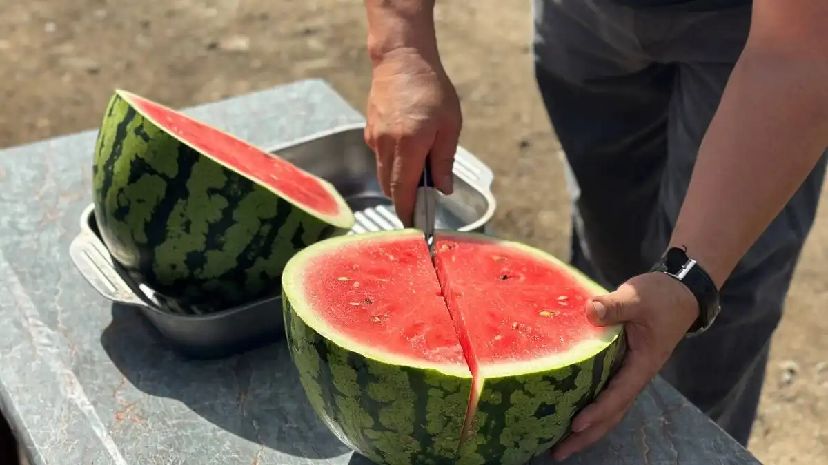 Фото:пресс-служба Министерства сельского хозяйства и торговли Сахалинской областиСахалинский фермер выращивает бахчевые культуры благодаря господдержке