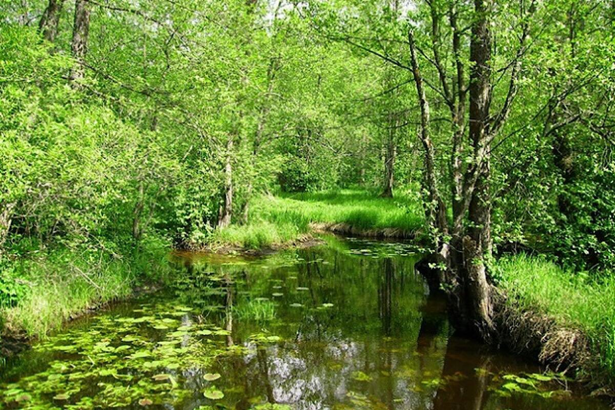    Фото: ФГБУ «Заповедная Мордовия»