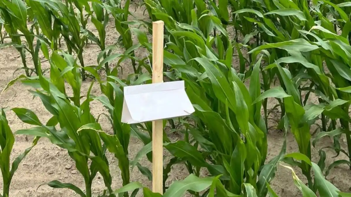 Фото:РУП «Институт защиты растений»Отлов имаго стеблевого кукурузного мотылька на феромонную ловушку типа «Атракон А»