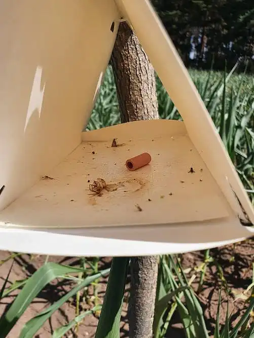 В данной статье подробно рассмотрены основные этапы установки феромонных ловушек. Источник: Россельхозцентр по Ставропольскому краю
