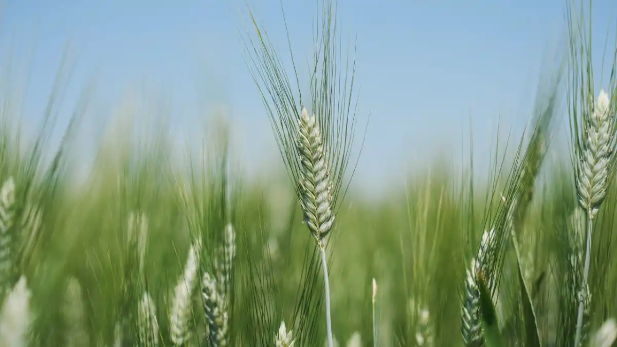 Фото:пресс-служба ООО «Агрокомплекс Лабинский»На полях ООО «Агрокомплекс Лабинский» Краснодарского края побывали редакторы «ГлавАгроном»