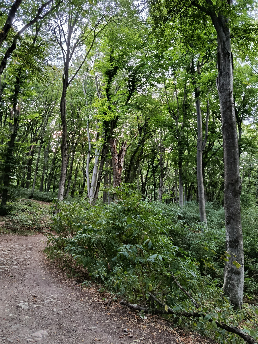 Августовский лес еще полон зелени.