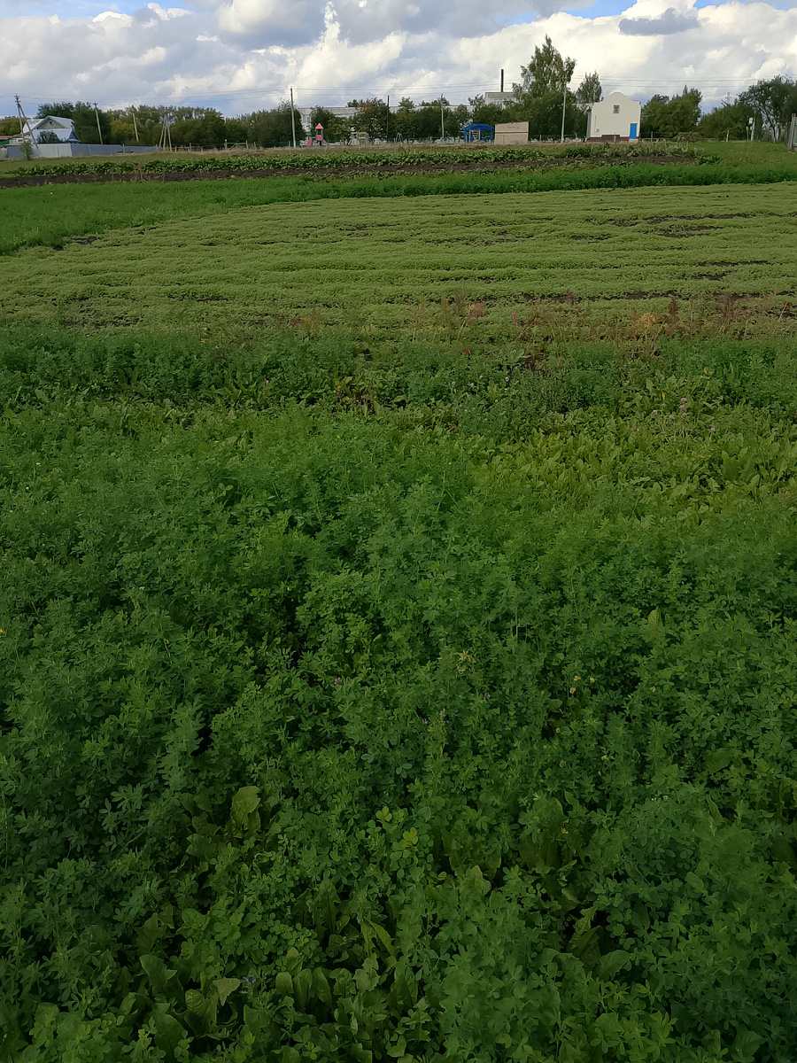 Фацелия выросла 