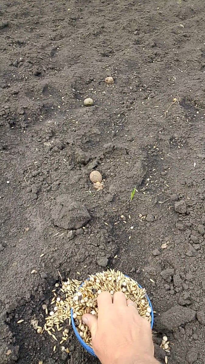 Разбросал рукой семена гороха с овсом 