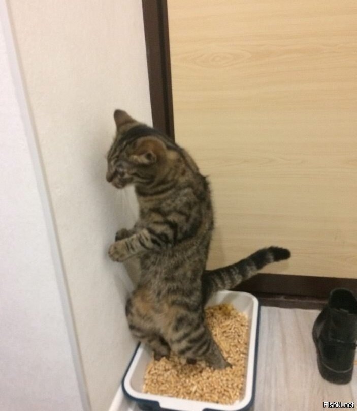 Кот писает стоя