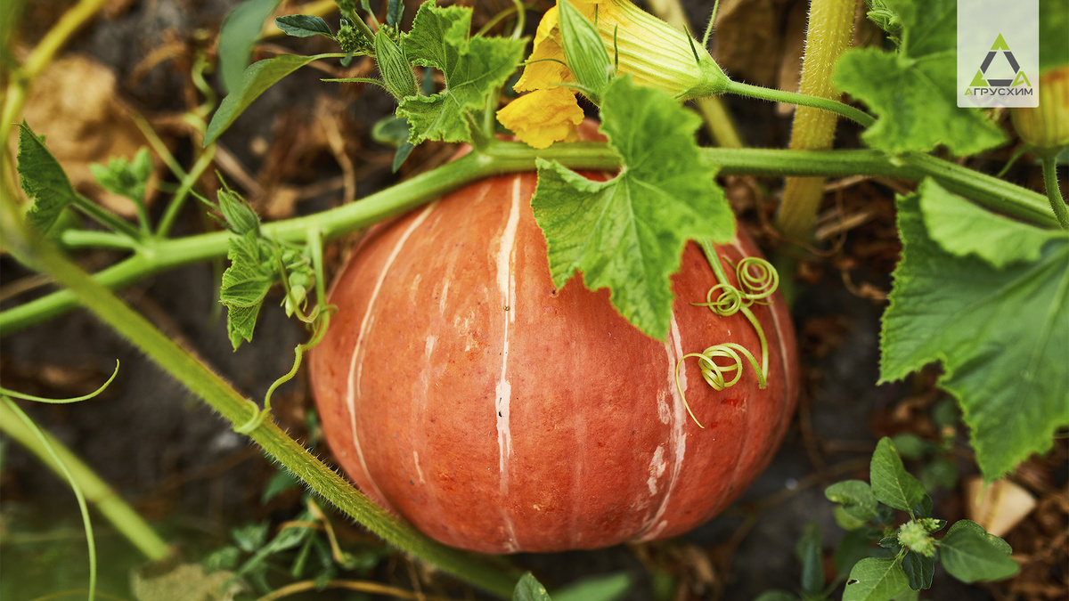 Именно в августе грибные болезни и вредители особенно активны и опасны для тыквы.