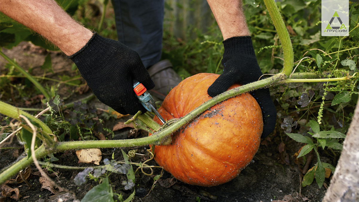 Если пустить дело на самотек, можно потерять треть тыквенного урожая всего за пару недель.
