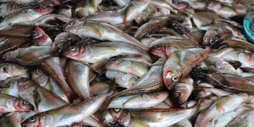 «Нет» безвкусной рыбе. Раскрываем секреты идеальных специй