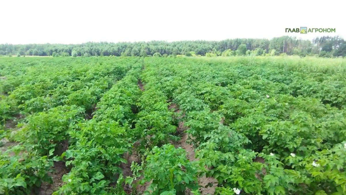Фото:© Николай Петроченко / Glavagronom.ruВ открытом обсуждении цен на картофель не участвуют представители розничной торговли