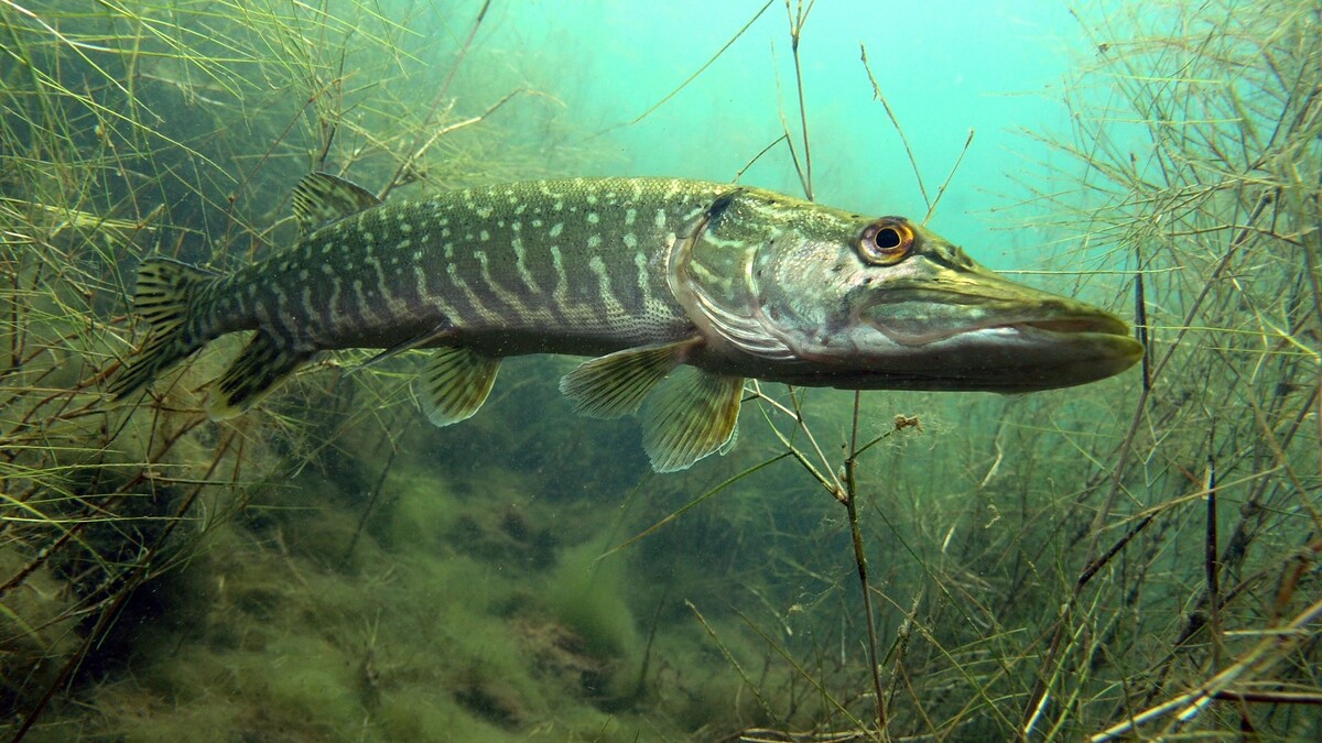    Фото: Bildagentur Zoonar GmbH / Shutterstock / Fotodom